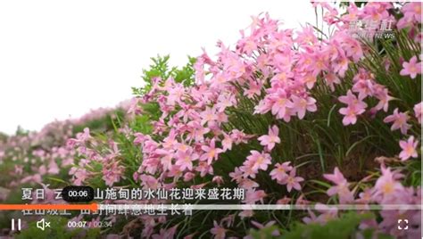 千城胜景｜云南施甸：水仙花开颜如玉 满眼繁花染夏日 Isenlincn