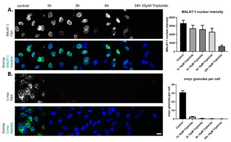 NcRNA Free Full Text High Throughput FISH Screening Identifies