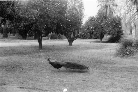 Peacock On Front Lawn Of Main House At Sahuaro Ranch Arizona Memory Project