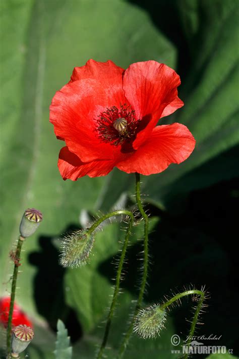 Mák vlčí | Naturfoto.cz