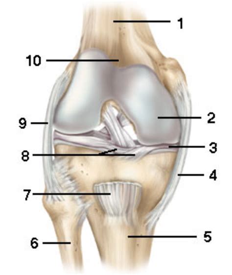 Knee Labeling Diagram Diagram Quizlet