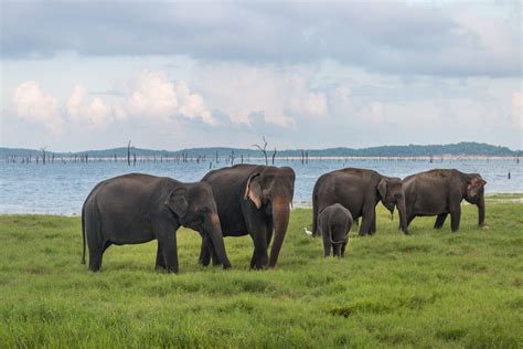 Kaudulla Elephant Safari: Up Close With Sri Lanka’s Wild Elephants