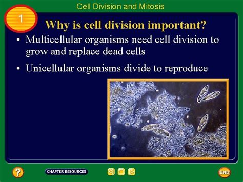 Table Of Contents Chapter Cell Reproduction Section 1