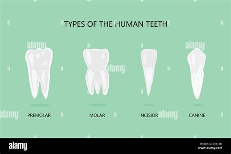 Illustration Of Types Of Human Teeth Stock Vector Image Art Alamy