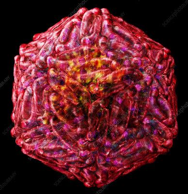 West Nile Virus Particle Stock Image M050 0915 Science Photo Library