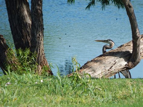 Dscn Great Blue Herron Beh Bobs Turtles Stoneridge Flickr