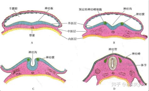 中枢神经系统的胚胎发育 知乎