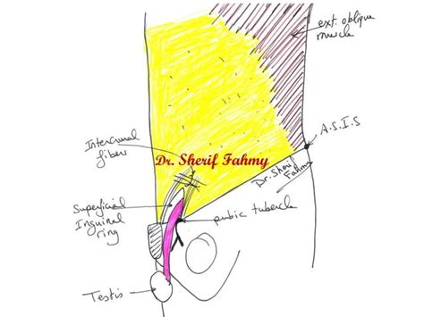 Nerves Of Anterior Abdominal Wall Anatomy Of The Abdomen Ppt