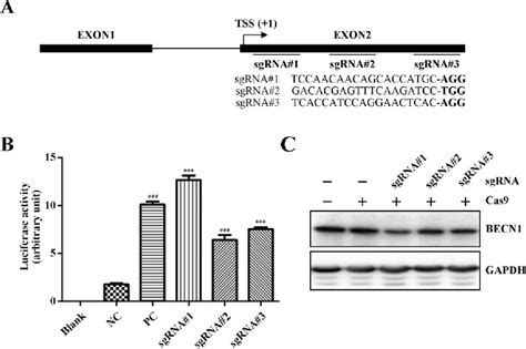 Figure From Becn Knockout Impairs Tumor Growth Migration And