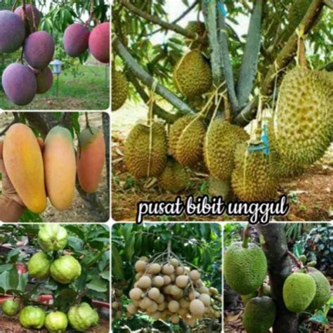 Jual Obr Paket 6 Macam Jenis Bibit Buah Mangga Chokanan Irwin Jambu