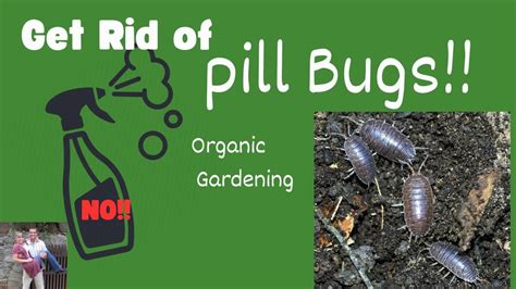 Get Rid Of Pill Bugs In Garden Fasci Garden