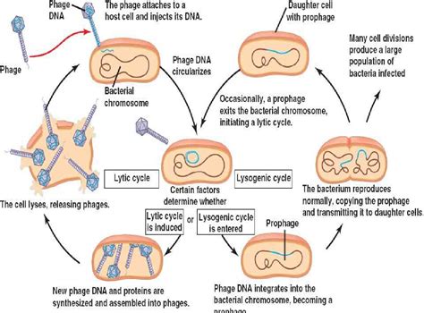 Figure From Bacteriophage Therapy Against Antibiotic Resistant