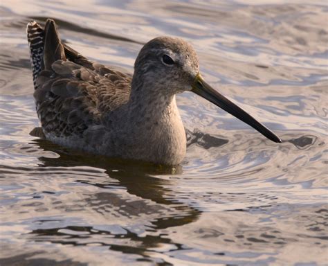 February 2016 - Birds Merced Wildlife Refuge