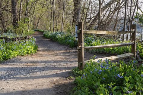 Riverbend Park Walking Trail Virginia Bluebells Stock Image Image Of Potomac Pathway 43494319