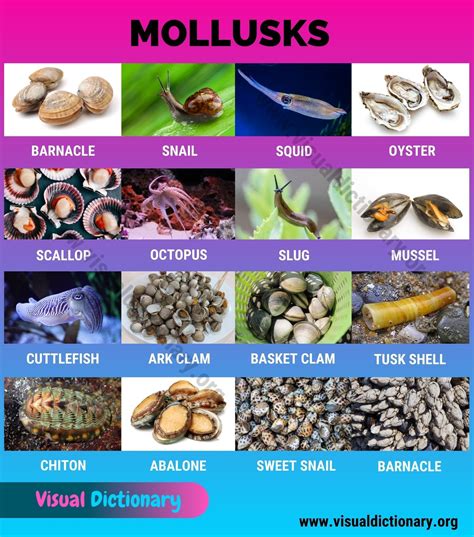 Mollusk