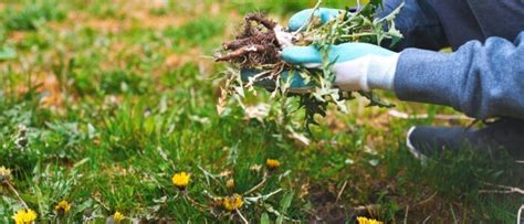 Guía completa Cómo limpiar un jardín de malas hierbas de forma efectiva