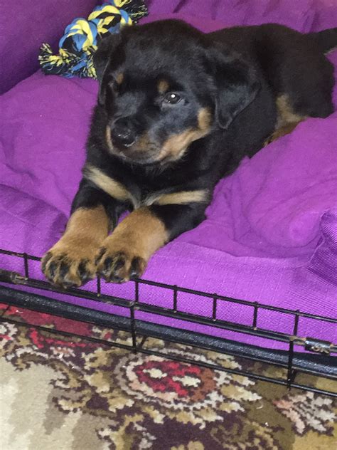 Pin By Ciara On Rottweiler Fluffy Puppy Fluffy Puppies Rottweiler