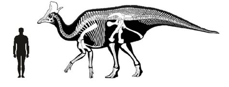 Lambeosaurus - Everything Dinosaurs