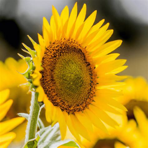 El significado de los girasoles en el Ho oponopono una guía espiritual