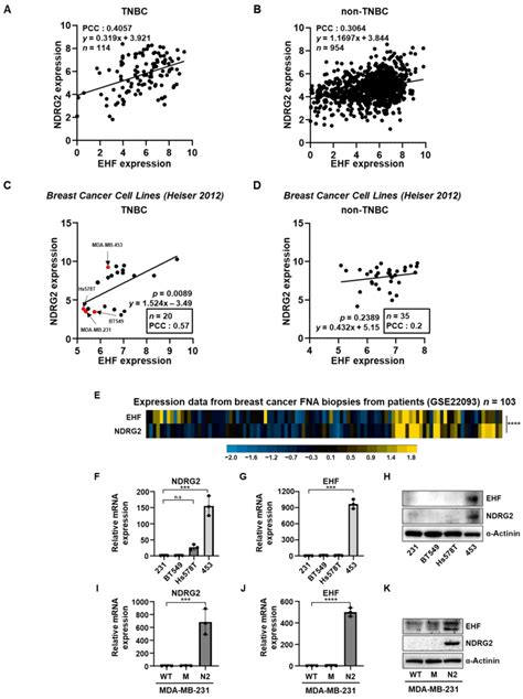 The Positive Correlation Between The Ndrg And Ehf Expression Levels