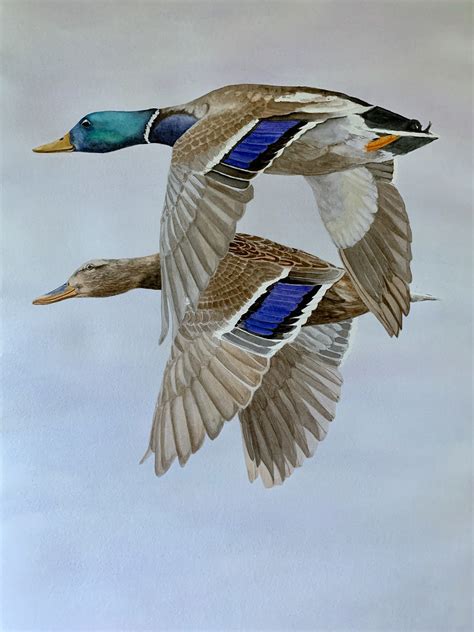 Mallard Duck Paintings