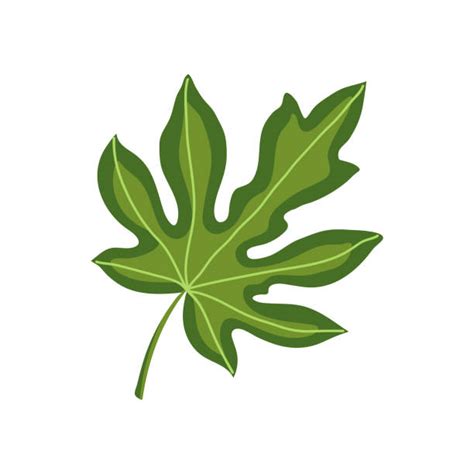 Papaya Leaf Illustrations Royalty Free Vector Graphics And Clip Art Istock