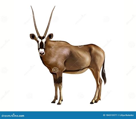 Oryx Gazella Realistic Drawing Stock Illustration Illustration Of