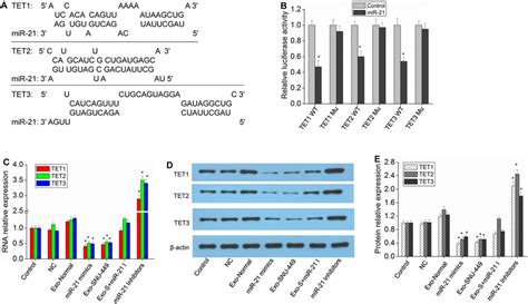 Prediction Of The MiR 21 Target Genes A MiR 21 Target Sites In The