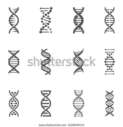 Dna Molecule Structure Gene Spirals Glyph Stock Vector Royalty Free