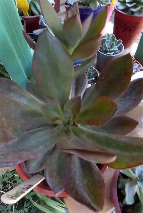 Echeveria Hanaikada