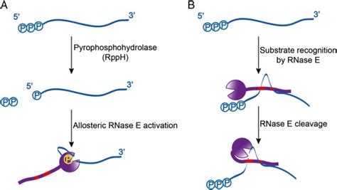 A Cartoon Schematic Of Two Pathways For RNA Cleavage By RNase E And The