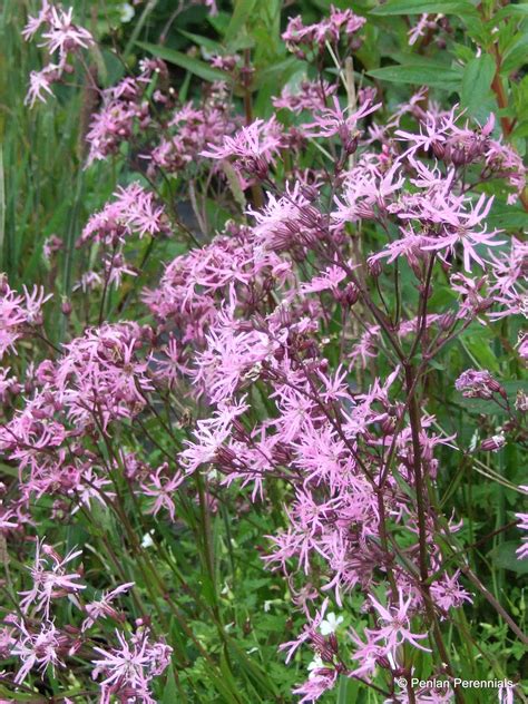 Plants And Seedlings Marginal Pond Plants 9cm Pots X 3 Perennial Ragged Robin Lychnis Flos Cuculi