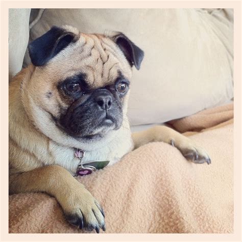 Sassy Britches Noble Knee Sitter Rpugs