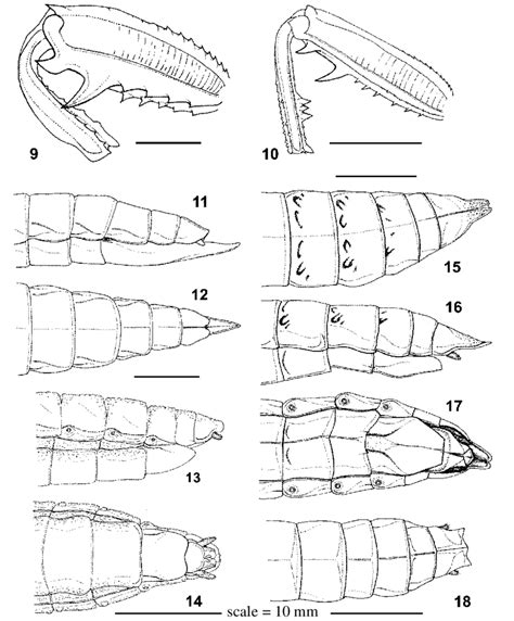 Dryococelus australis (Montrouzier, 1855): left hind leg of % (lateral... | Download Scientific ...