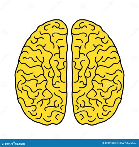 Dos Hemisferios Del Cerebro Humano En Un Estilo Lineal Icono Plano Del