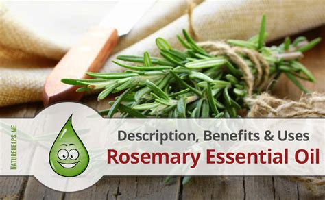 Rosemary Essential Oil Description Benefits And Uses