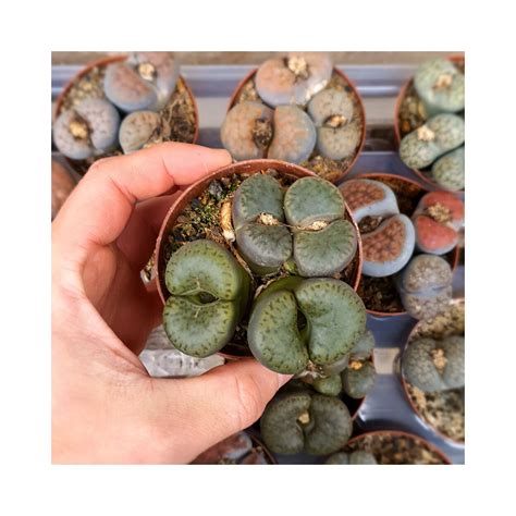 LITHOPS JULII SUBS FULLERI CV FULLERGREEN