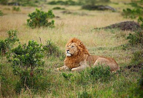 81 Masai Lion Photos, Pictures And Background Images For Free Download ...