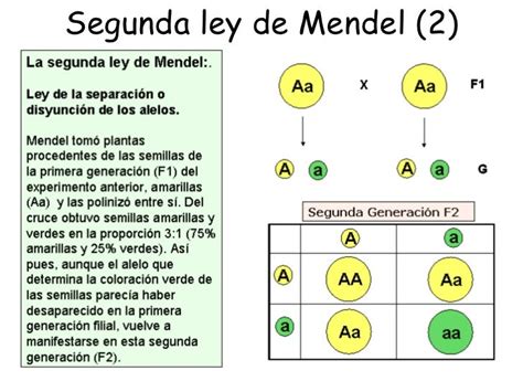 Leyes de Mendel