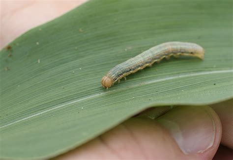 Fall Armyworm Corn