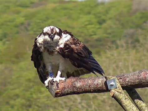 Dyfi Osprey Project Cam Wales 10 05 2018 Telyn Preening Flickr