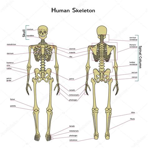 Human Skeleton With Muscles Labeled