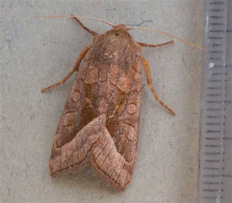 Last Nights Moths Rosy Rustic A Simple Life Of Luxury