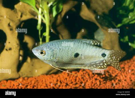 Three spot gourami, Blue gourami (Trichopodus trichopterus ...