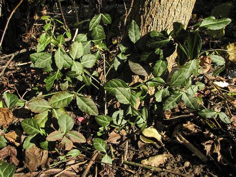 Purple Wintercreeper Euonymus Fortunei Coloratus 505 Outside