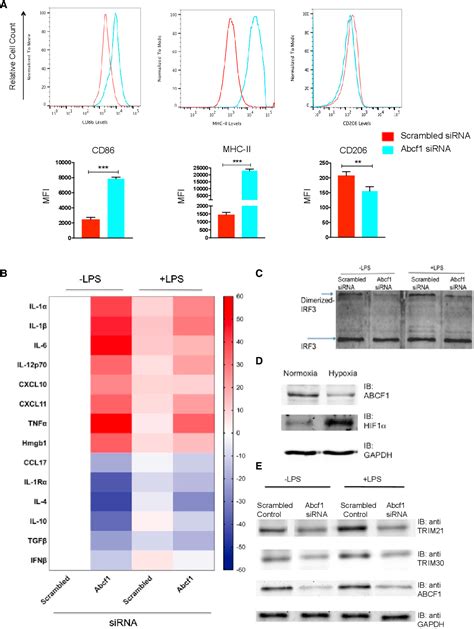 Figure 1 From The Atp‐binding Cassette Gene Abcf1 Functions As An E2 Ubiquitin‐conjugating