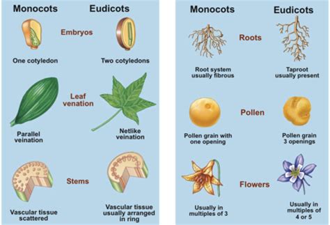 Bio120 Angiosperms Flashcards Quizlet