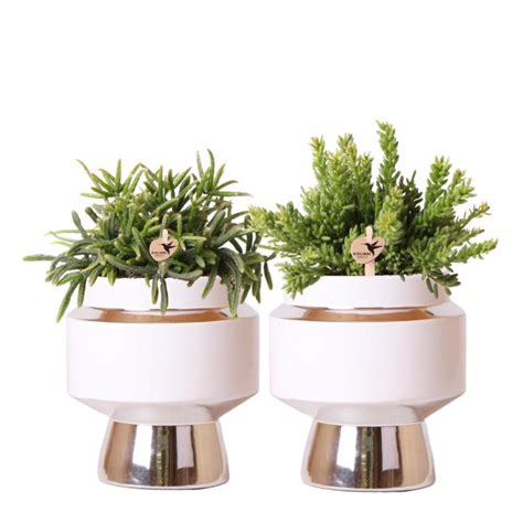 Kolibri Greens Lot De Plantes Rhipsalis En Pots D Coratifs Argent S