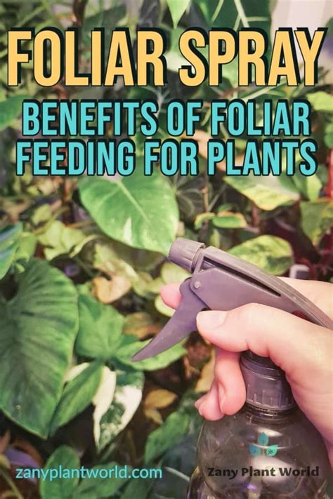 Foliar Spray Benefits Of Foliar Feeding For Plants