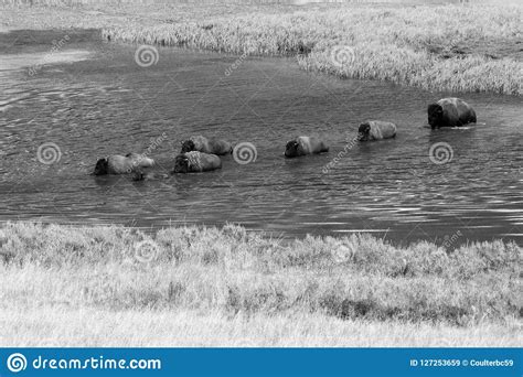 Bison `American Buffalo` in Yellowstone Stock Image - Image of ...